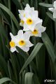 029 Narciso.jpg